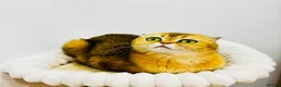 Scottish Fold cats for sale: Cute 🥰 Scottish fold TICA register  - Advert 17