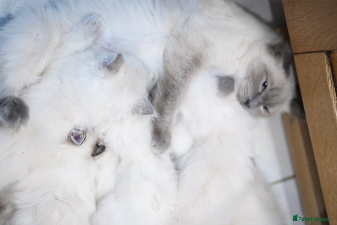 Ragdoll cats for sale: 🤎Beautiful Ragdolls Kittens🤎 - Advert 2