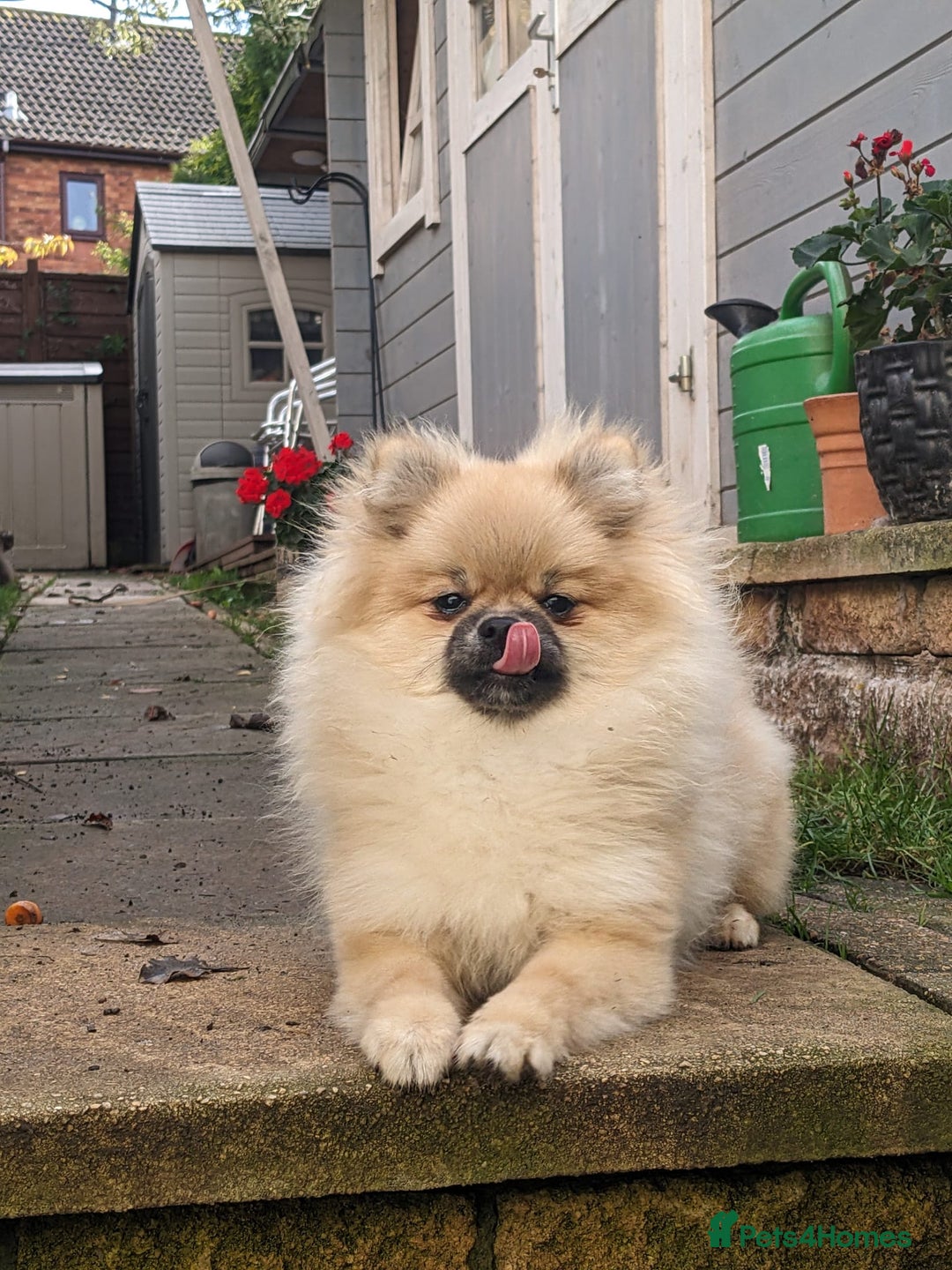 Pomeranian dogs for sale: Pom puppys with Kc reg , pedigree for sale - Image 18
