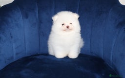 Pomeranian dogs for sale: READY NOW-REDUCED!! TRUE TEDDY BEAR POMERANIAN - Image 25