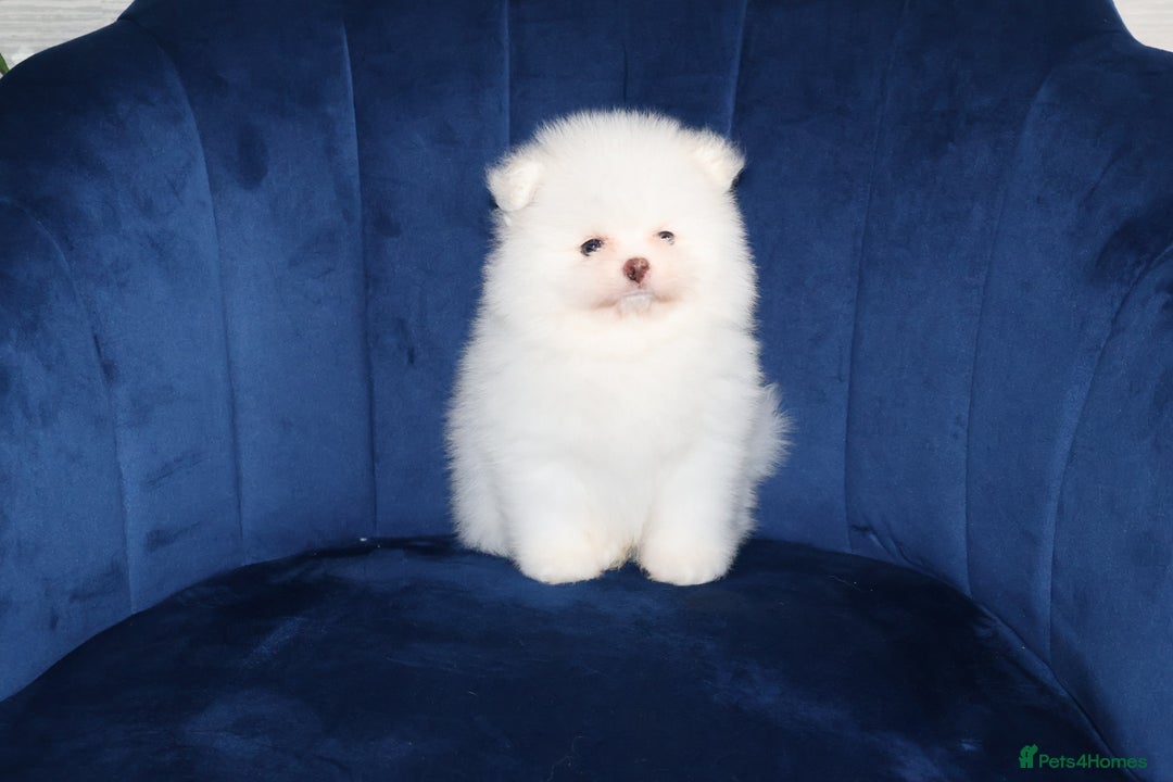 Pomeranian dogs for sale: READY NOW-REDUCED!! TRUE TEDDY BEAR POMERANIAN - Image 25