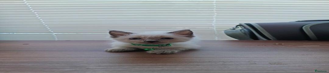 Ragdoll Kitten 4