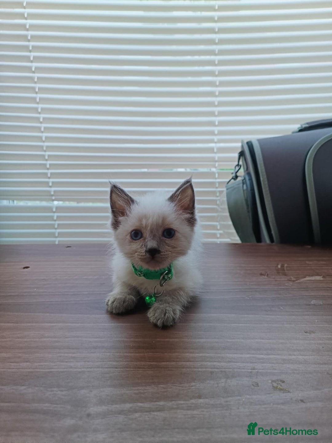 Ragdoll cats for sale: ragdoll kittens - Image 7
