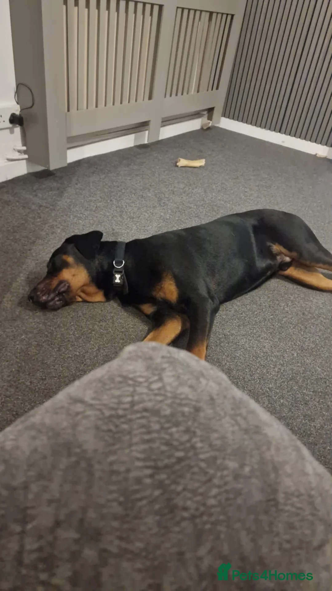 Dobermann dogs for sale: BEAR Rottweiler cross Doberman 💙 - Advert 6
