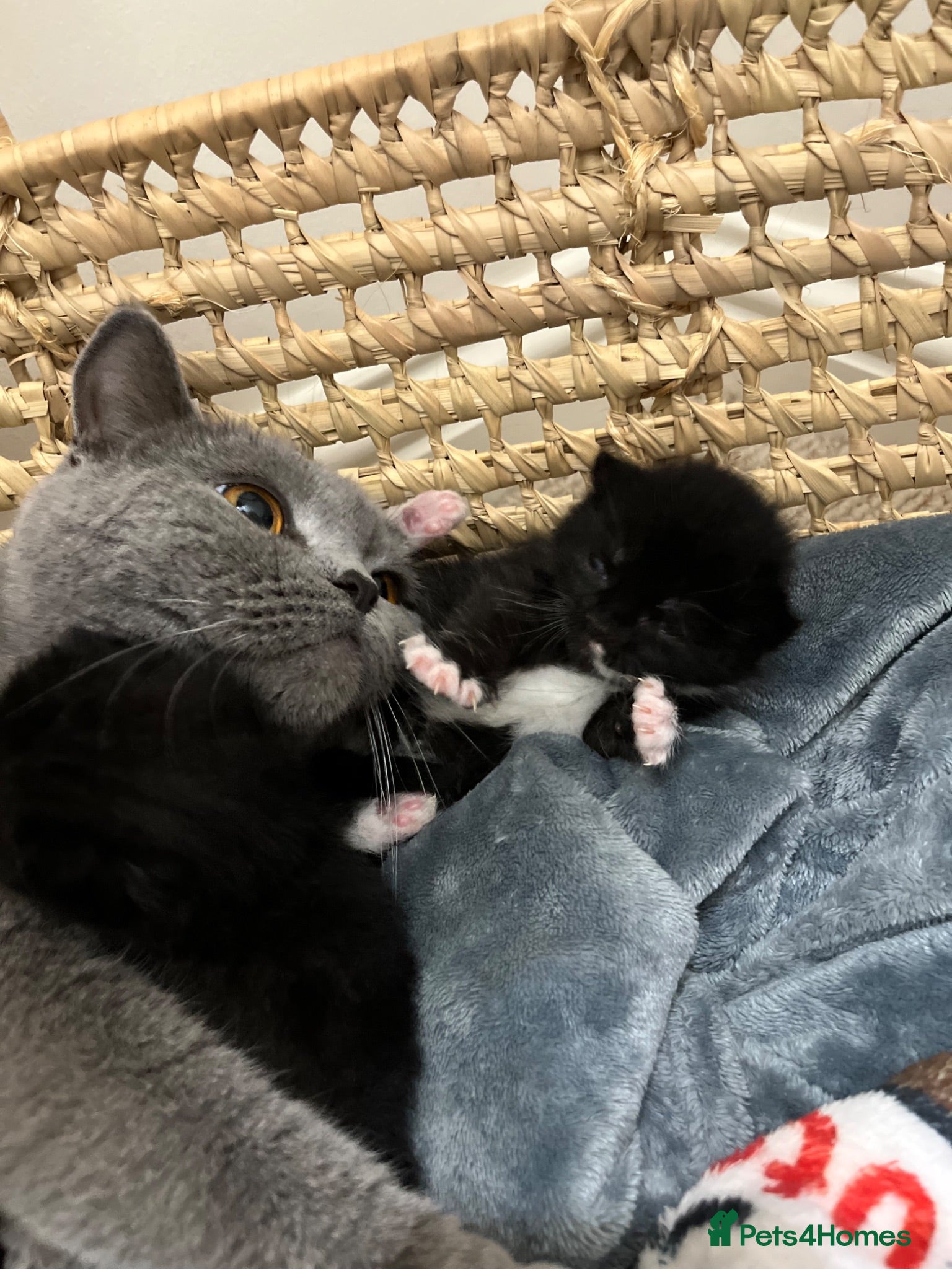 Mixed Breed cats Half British shorthair kittens - Advert 5