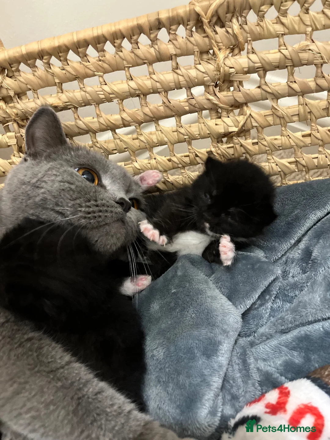 Mixed Breed cats for sale: Half British shorthair kittens in Sheringham - Advert 1