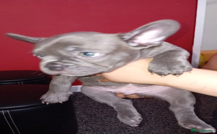 French Bulldog dogs - Advert 1