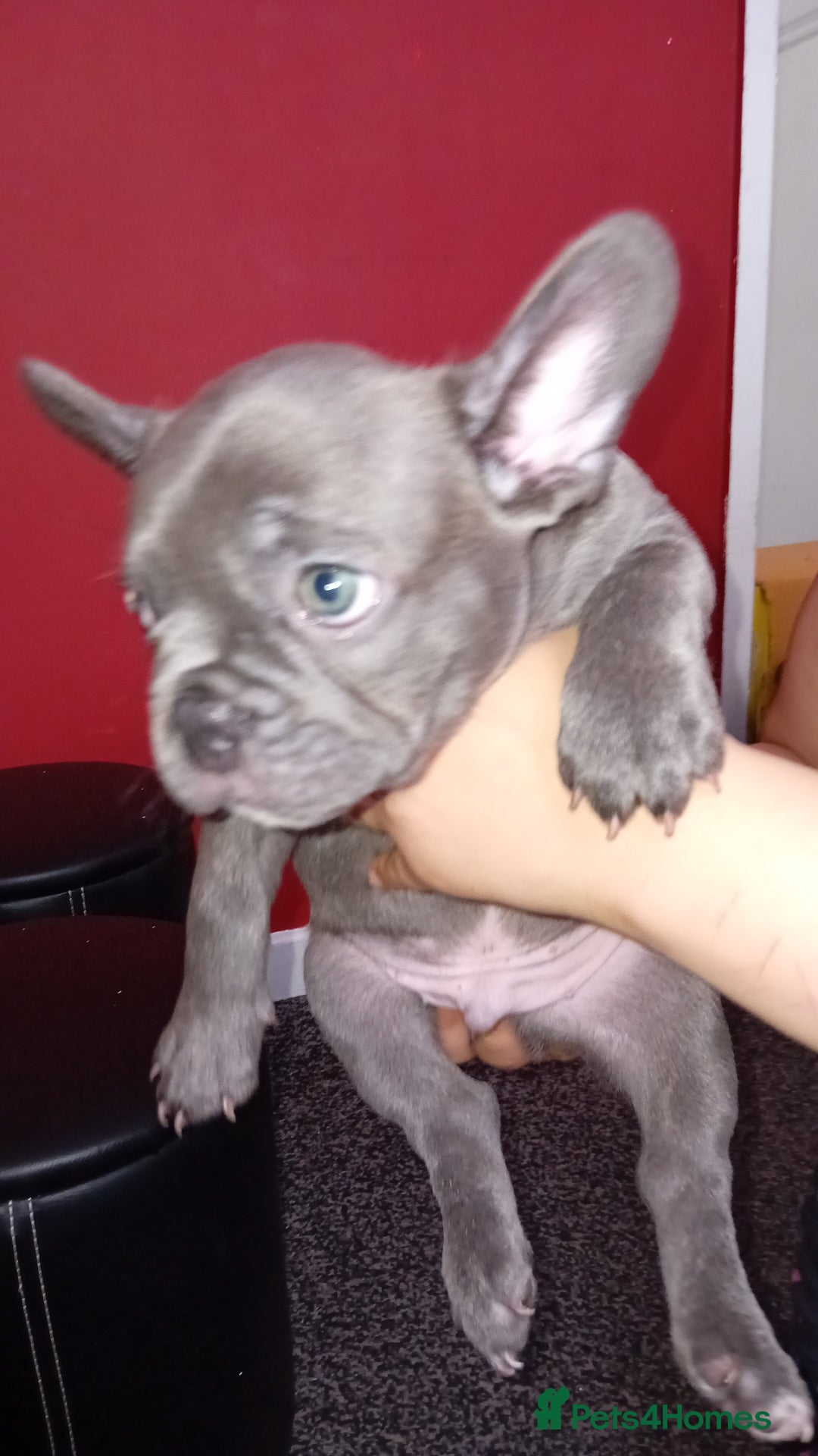 French Bulldog dogs for sale: French bulldog - Image 1