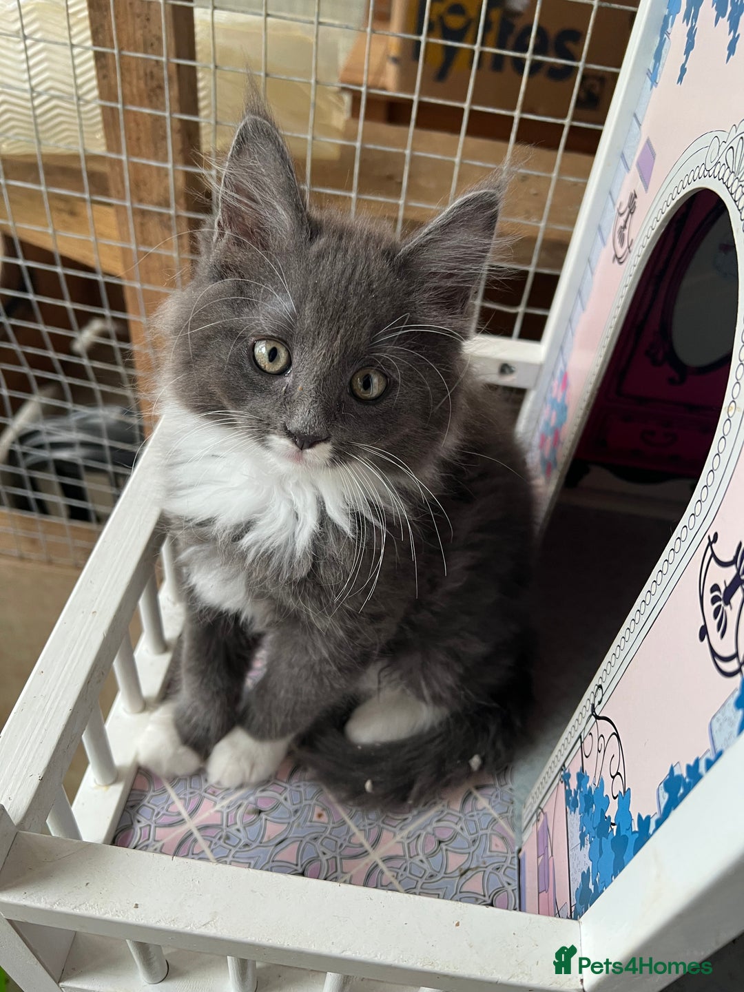 Maine Coon cats for sale: 3 Beautiful Main Coon - Image 11