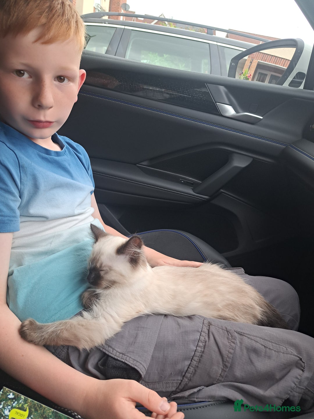 Ragdoll cats for sale: Ragdoll male kitten  milo very affectionate  - Image 8