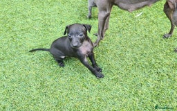 Italian Greyhound dogs for sale: KC registered. Last black boy available  - Image 5