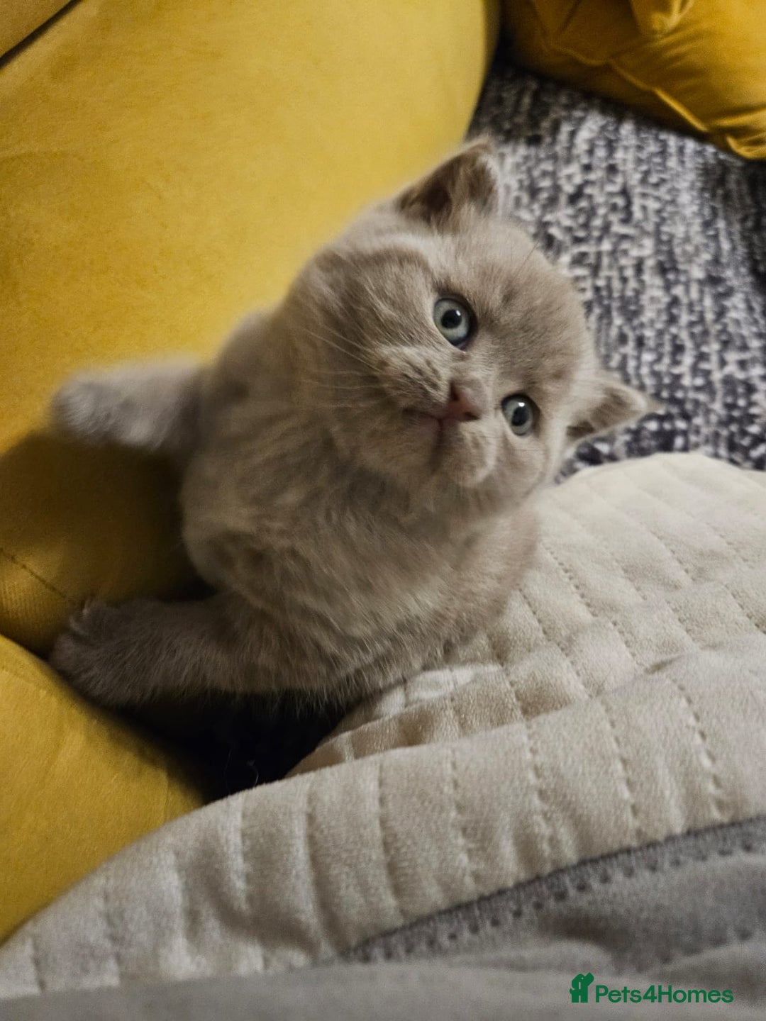 Scottish Fold cats for sale: SF 2 males available  - Image 12