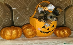 Yorkshire Terrier dogs for sale: Yorkshire terrier puppies  - Image 26