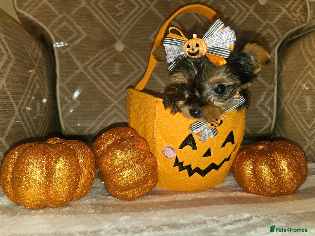 Yorkshire Terrier dogs for sale: Yorkshire terrier puppies  - Image 26