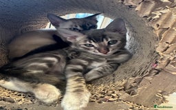 Bengal cats for sale: Beautiful Bengal Kittens Tica Registered 🌈🐾 - Image 10