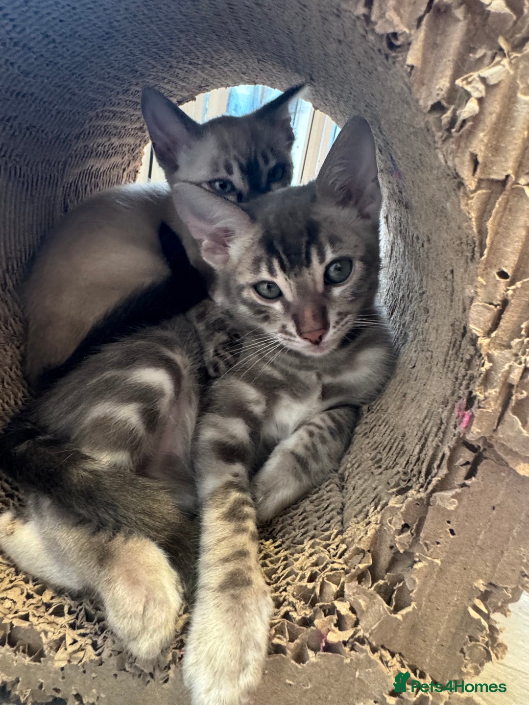 Bengal cats for sale: Beautiful Bengal Kittens Tica Registered 🌈🐾 - Image 10