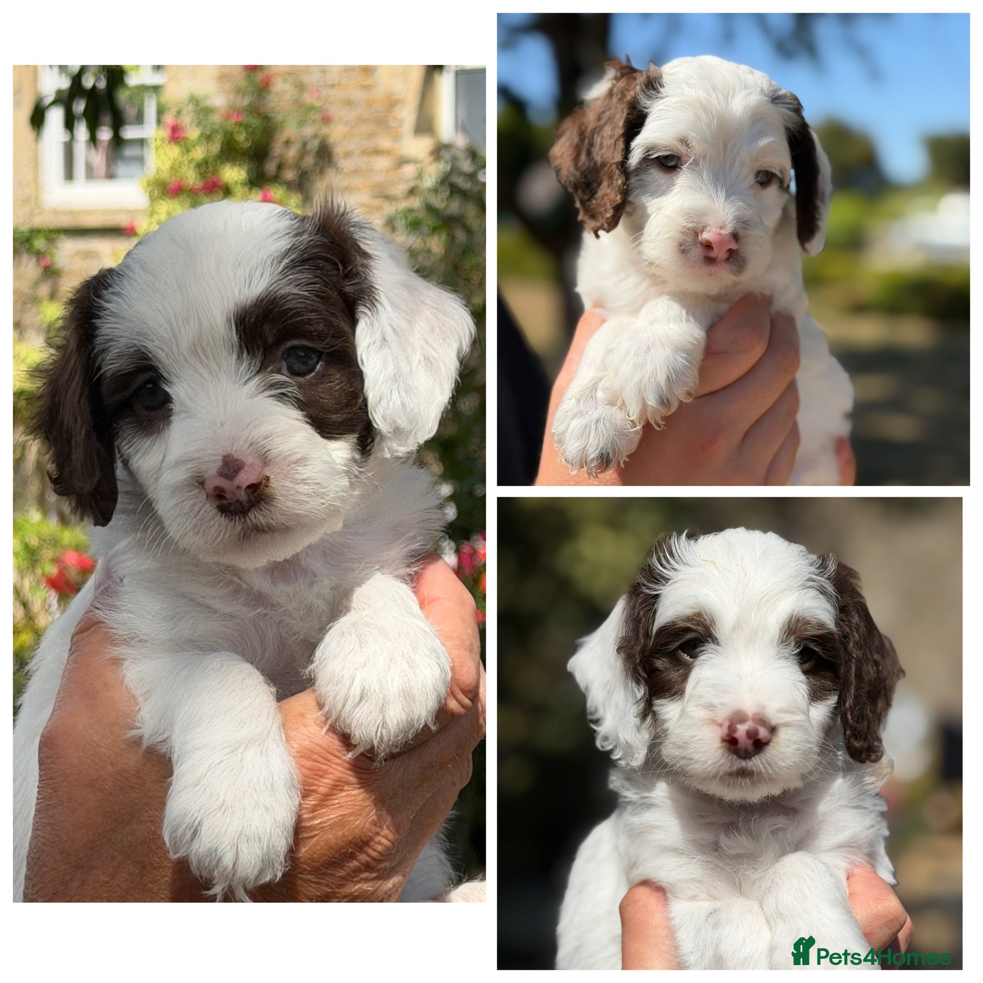 Cockapoo dogs F1 Cockapoos Full DNA 5⭐️ Licensed Breeder  - Advert 18