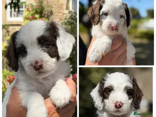 Cockapoo dogs F1 Cockapoos Full DNA 5⭐️ Licensed Breeder - Advert 4