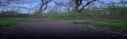 Jack Chi dogs for sale: Rory  in Rotherham - Advert 7