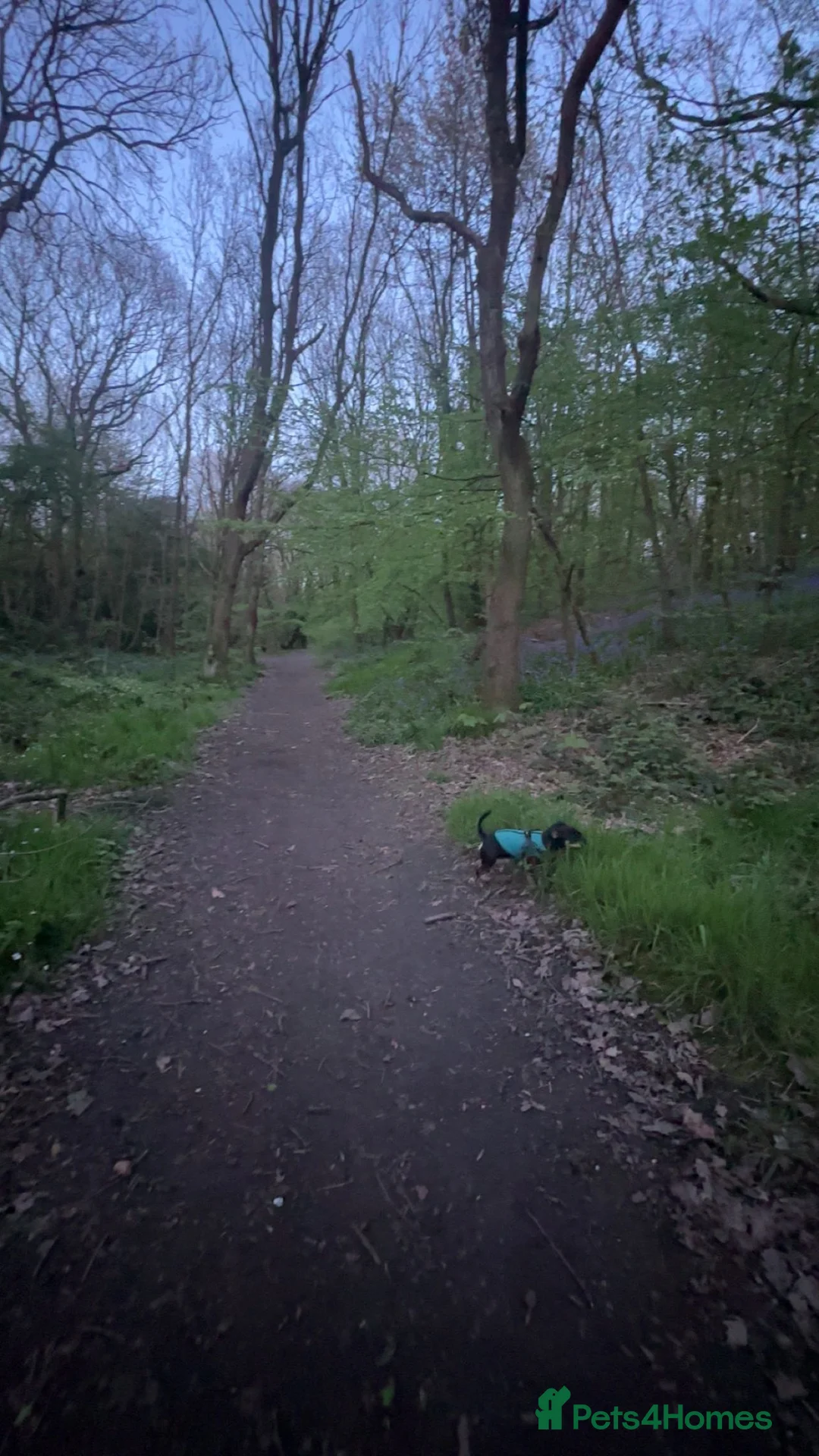Jack Chi dogs for sale: Rory  in Rotherham - Advert 7