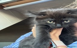 Ragdoll cats for sale: Beautiful Ragdoll X Kittens  - Image 11
