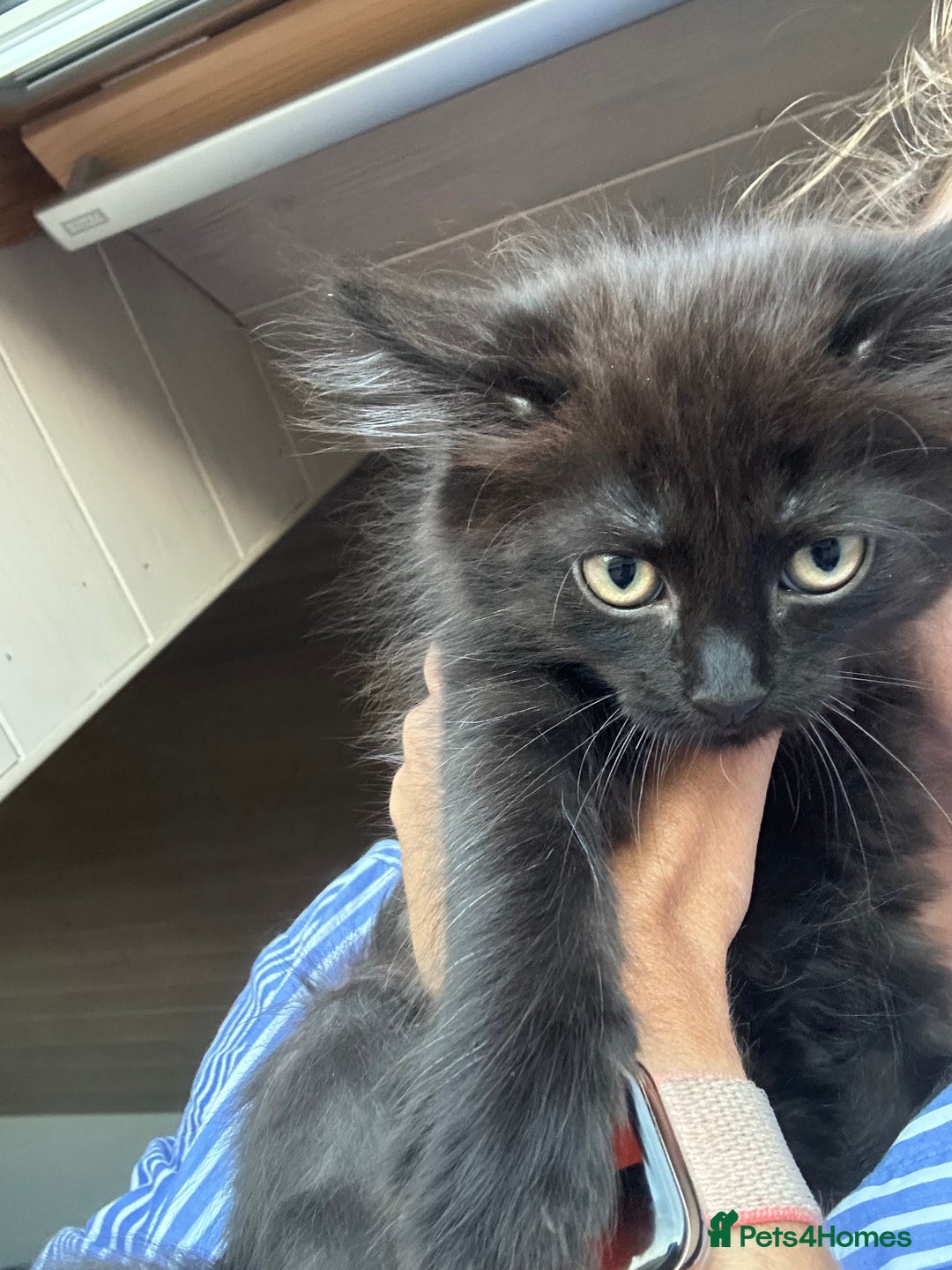 Ragdoll cats for sale: Beautiful Ragdoll X Kittens  - Image 11