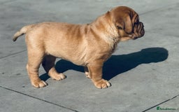 Dogue De Bordeaux dogs for sale: 🐾 Dogue de Bordeaux – Chunky True type- Ready 🐾 - Image 10