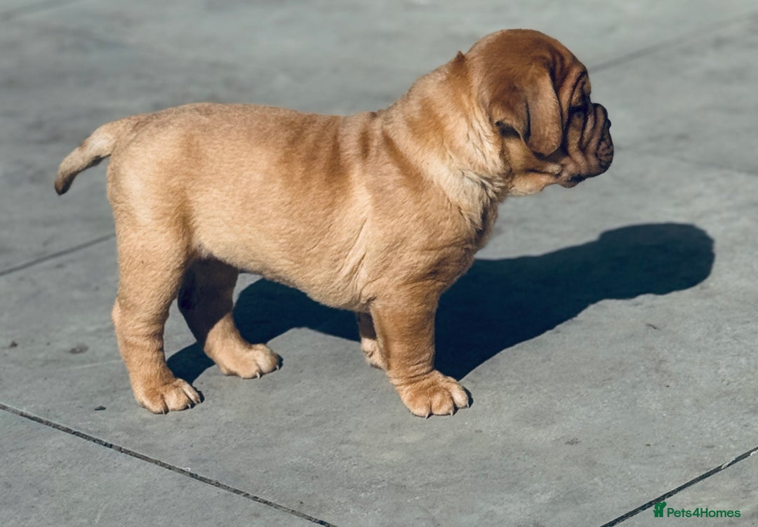 Dogue De Bordeaux dogs for sale: 🐾 Dogue de Bordeaux – Chunky True type- Ready 🐾 - Image 10