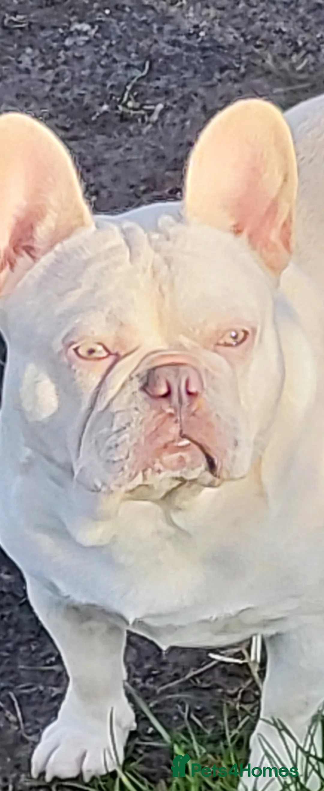 French Bulldog dogs for stud:  💥Amazing structure and quality! in Ebbw Vale - Advert 13