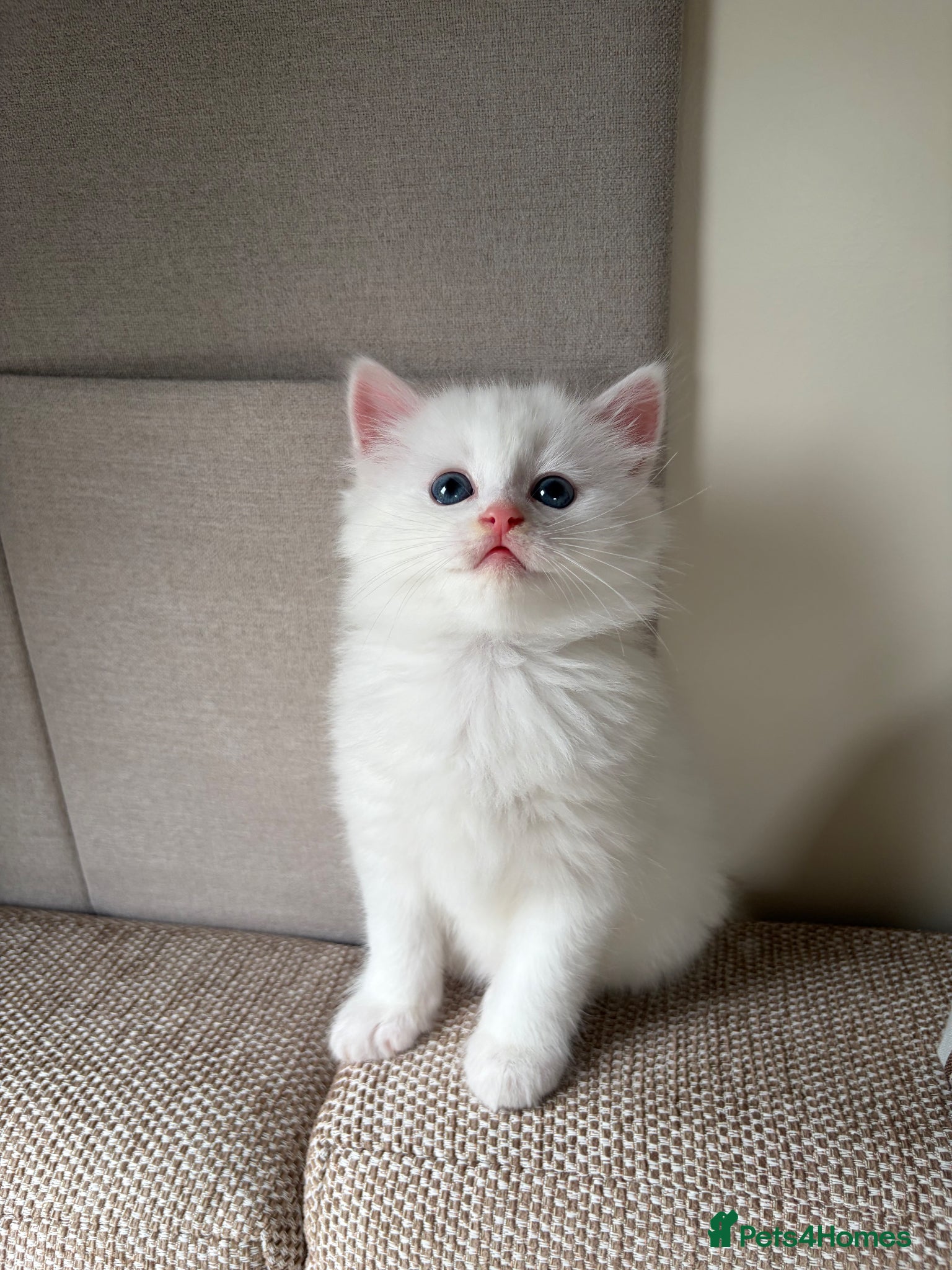 Mixed Breed cats 3 beautiful kittens for sale - Advert 1