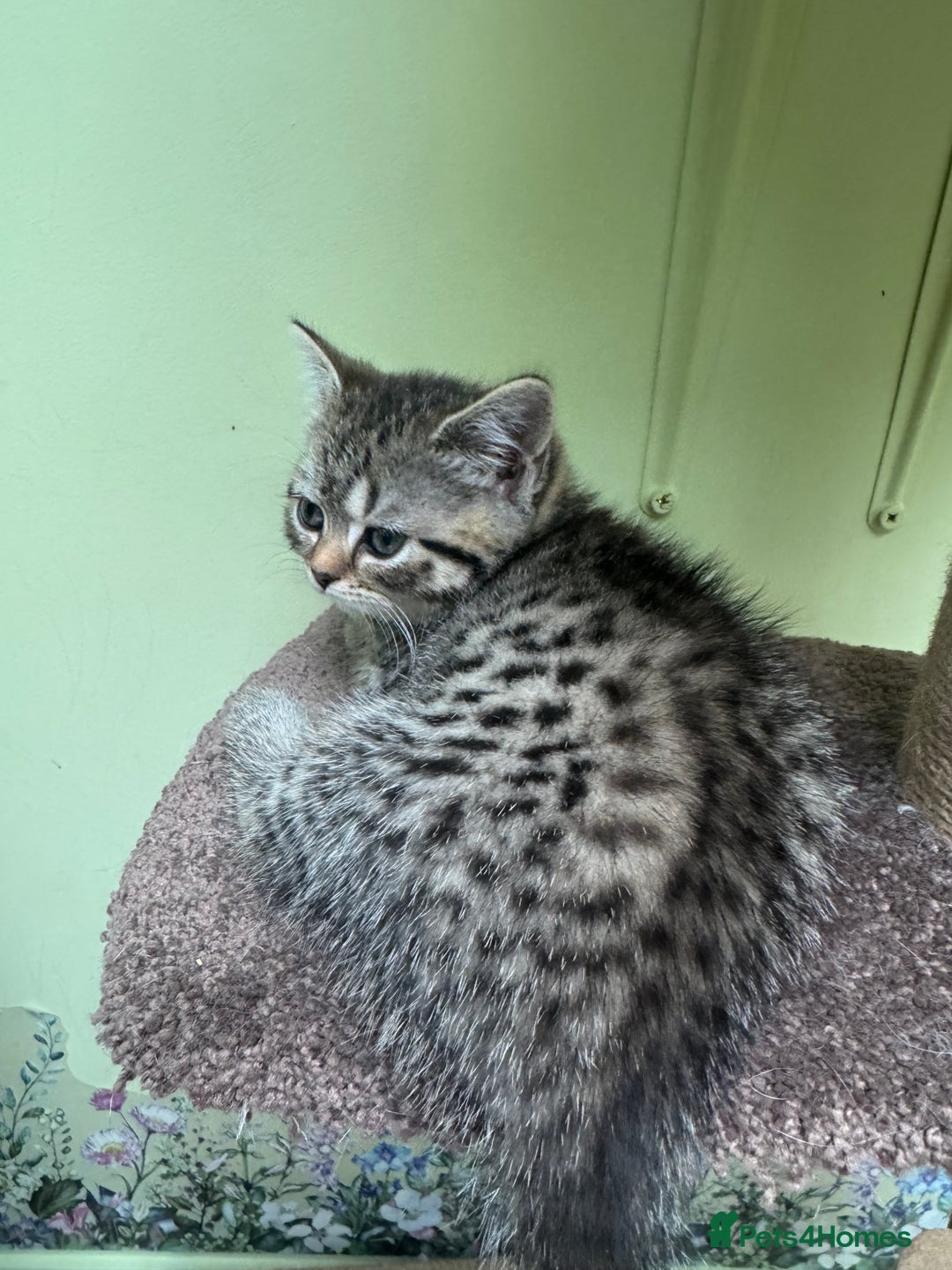 Scottish Fold cats for sale: Scottish fold/ Scottish striaght kittens  - Image 13