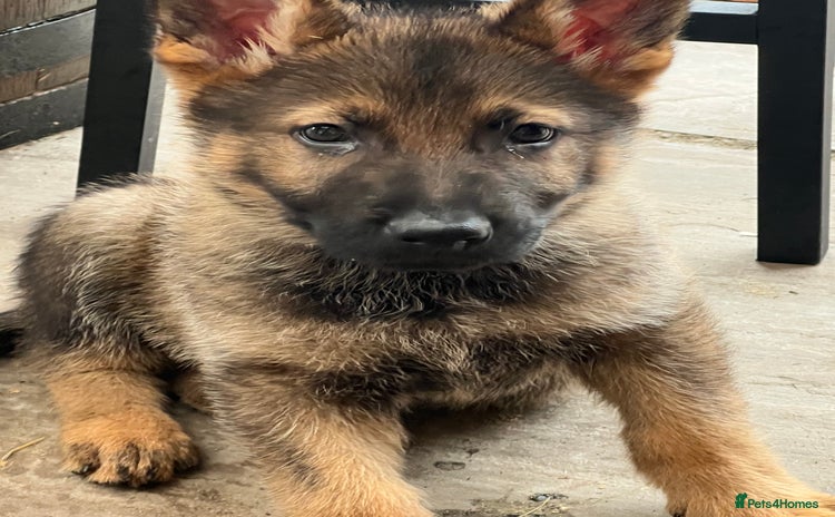 German Shepherd dogs - Advert 1