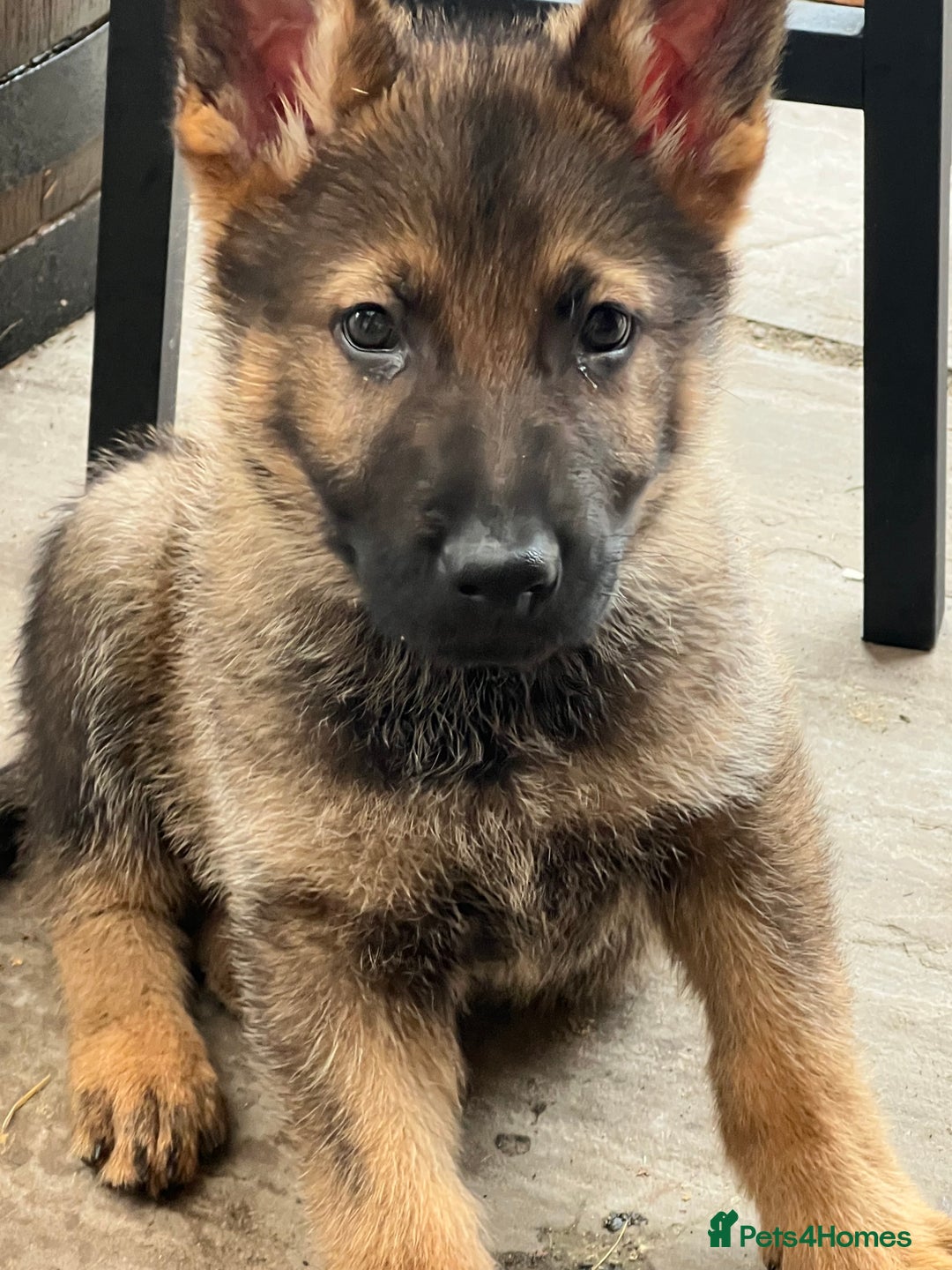 German Shepherd dogs for sale: Czechoslovakian German shepherd working line - Image 1