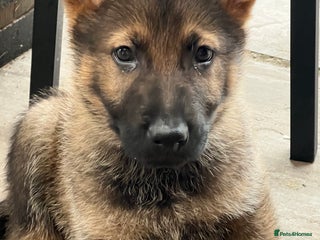 German Shepherd dogs - Advert 16