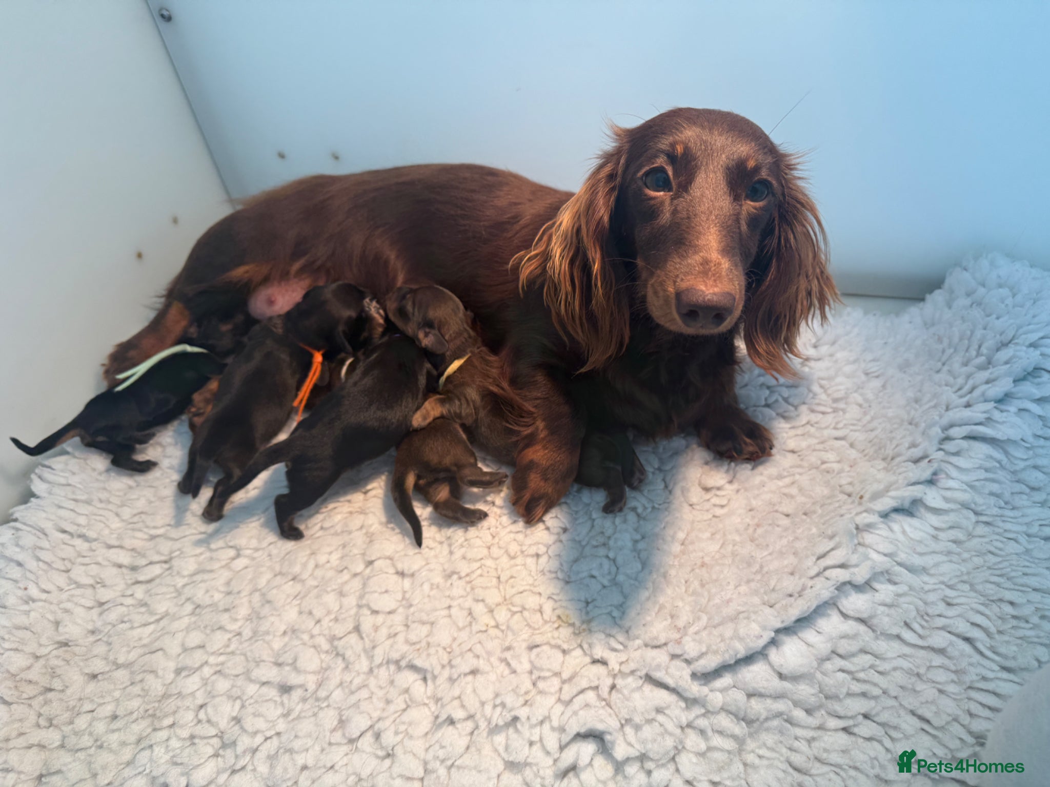 Miniature Dachshund dogs 🐾 KC Registered Long-Haired Miniature Dachshund - Advert 1