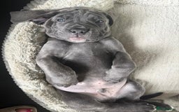 Cane Corso dogs for sale: Cane corso  - Image 3