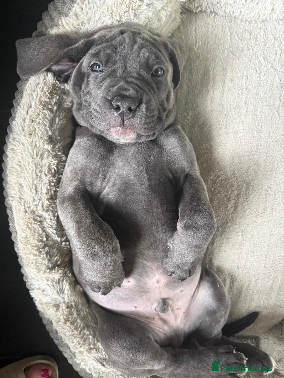 Cane Corso dogs for sale: Cane corso  - Image 3
