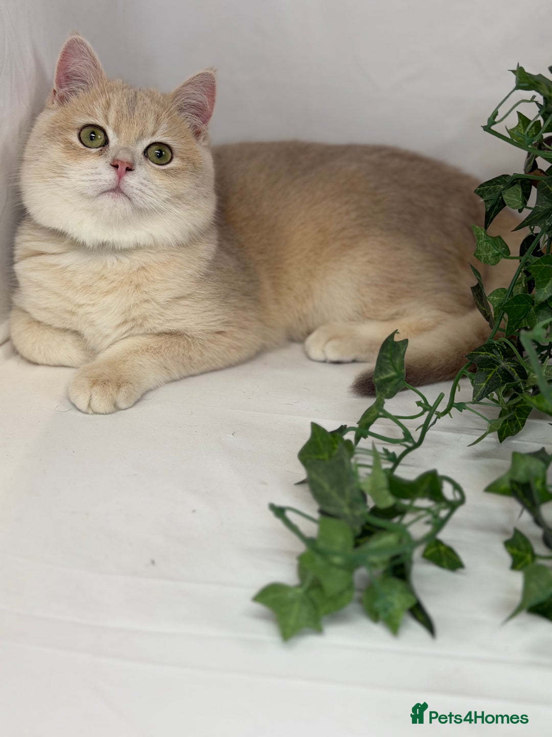 British Shorthair cats for sale: British shh blue golden boy GCCF  - Advert 3