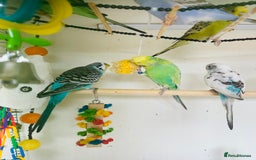 Budgerigars birds for sale: Budgies for sale  - Image 13
