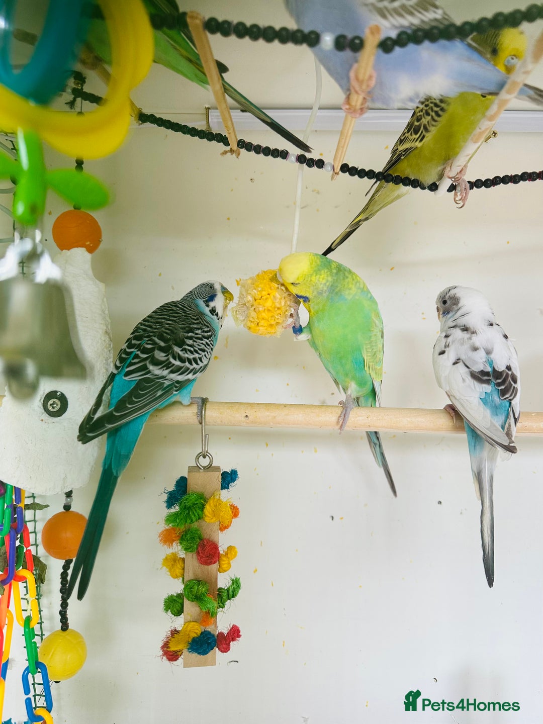 Budgerigars birds for sale: Budgies for sale  - Image 13