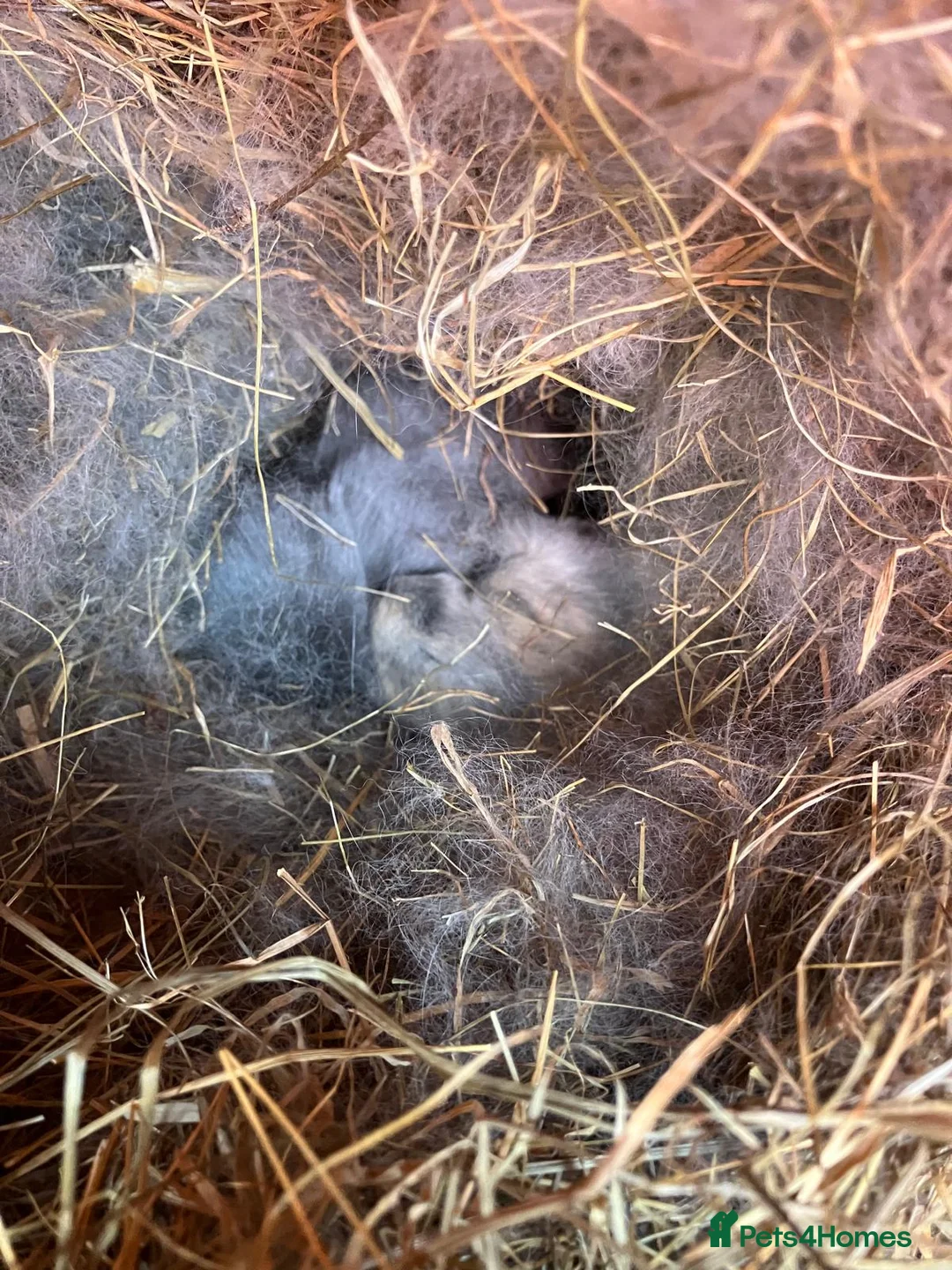 Mini Lop rabbits for sale: BRC Mini Lops  - Advert 1