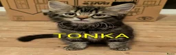 Domestic Shorthair cats for sale: READY TO LEAVE NOW🩵🩷 - Advert 29