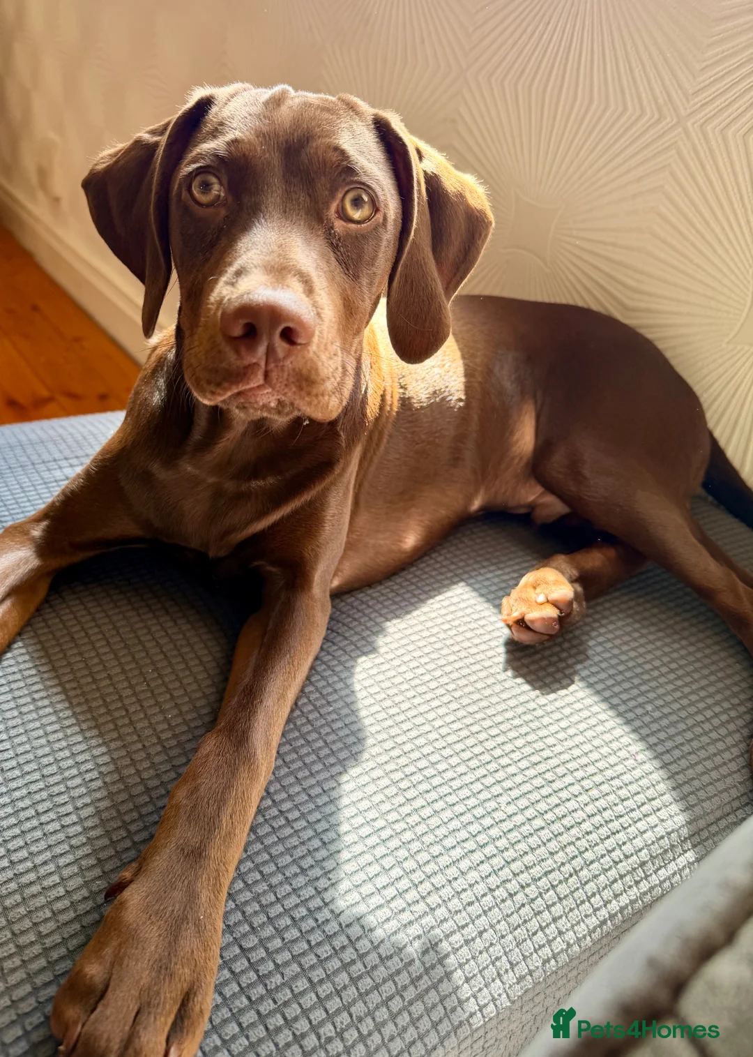 Mixed Breed dogs for sale: Springer spaniel x jagdterrier mix  - Advert 2