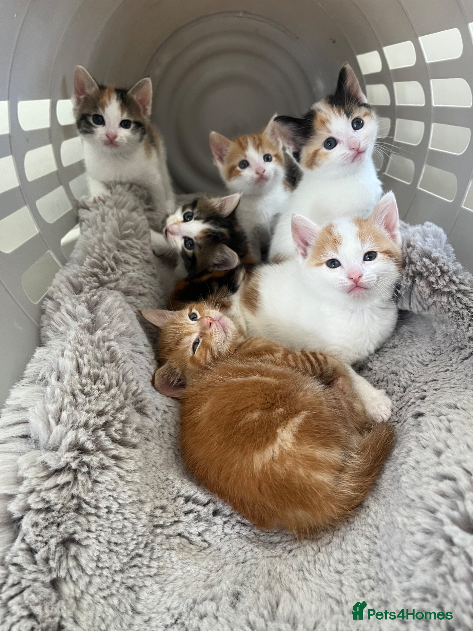 Mixed Breed cats 6 friendly and playful kittens - Advert 6