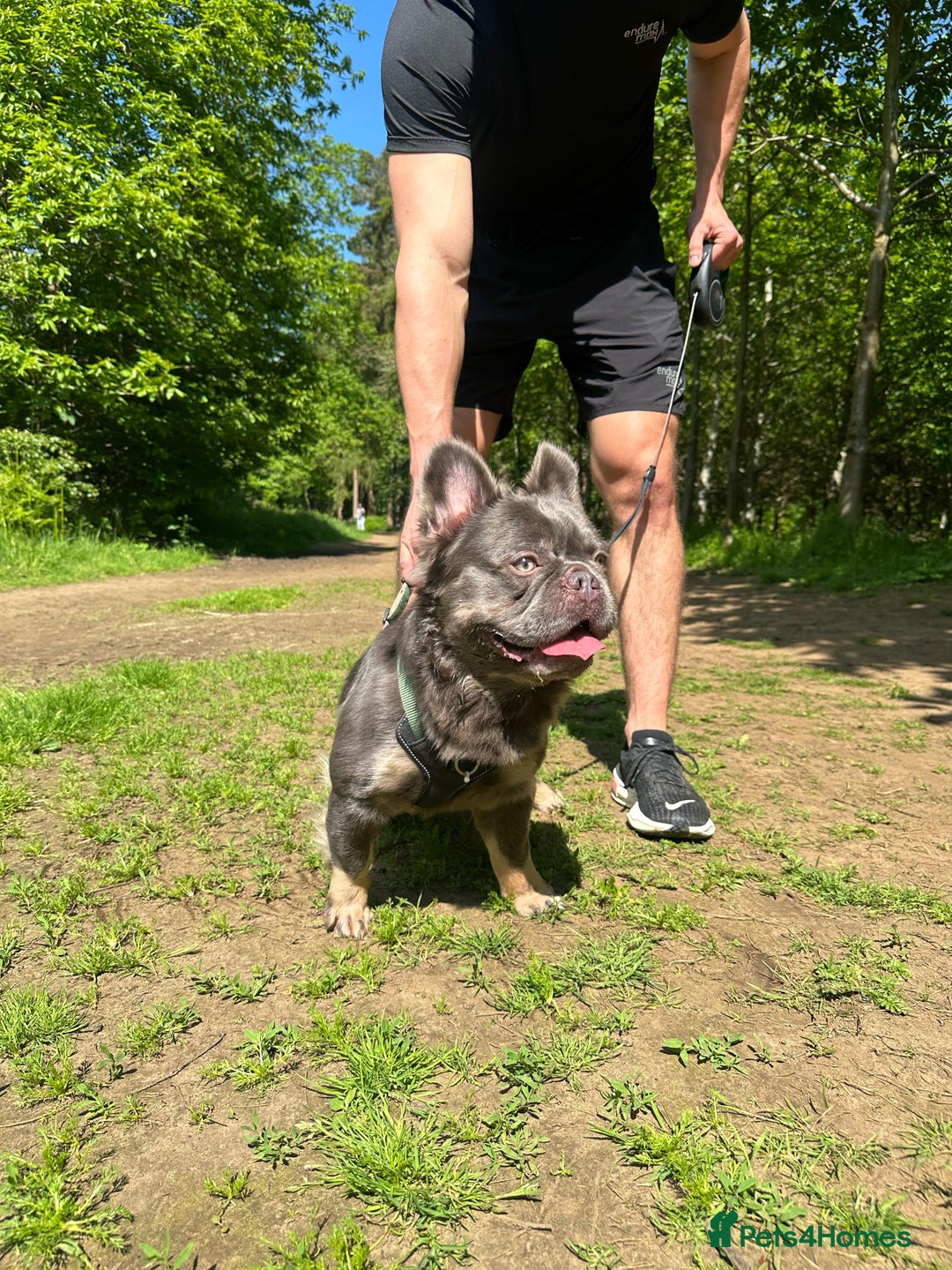 French Bulldog dogs for stud: Mr Chulo - Lilac Full Fluffy Intro price - Image 3