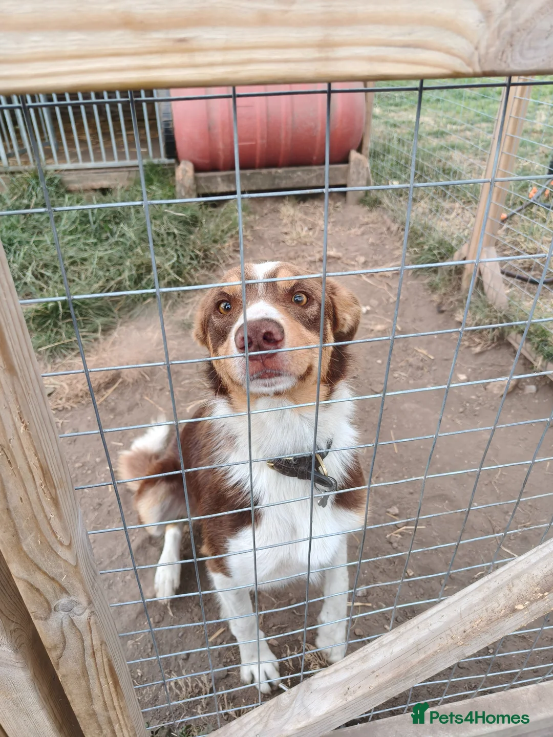 Mixed Breed dogs for sale: 8 beautiful kelpie x collie puppies - Advert 2