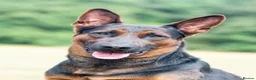 Chinese Red Dog dogs for stud: Chinese red dog stud - Advert 4