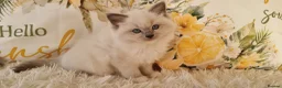 Ragdoll cats for sale: 💕BEAUTIFUL TICA REGISTERED RAGDOLLS KITTENS 💕 - Advert 9