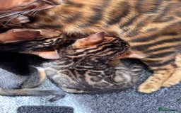 Bengal cats for sale: Bengal kittens Pure just born - Image 16
