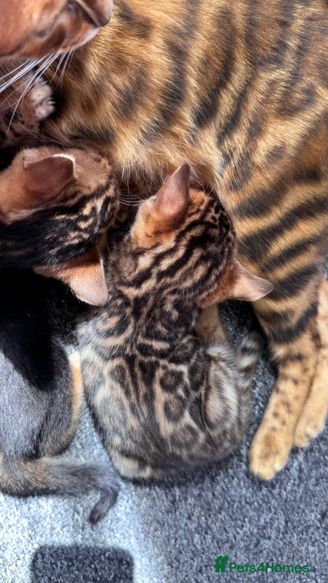Bengal cats for sale: Bengal kittens Pure just born - Image 16